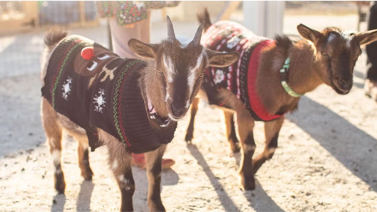 Holiday Hooves and Hugs at Elawa Farm